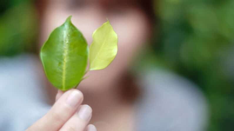 Photo "How Can MLM Support Environmental Sustainability?"